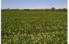 Property photo 16 - REAL ESTATE AUCTION - 82.62+/- ACRES IN 1 TRACT IN LAKE COUNTY, INDIANA