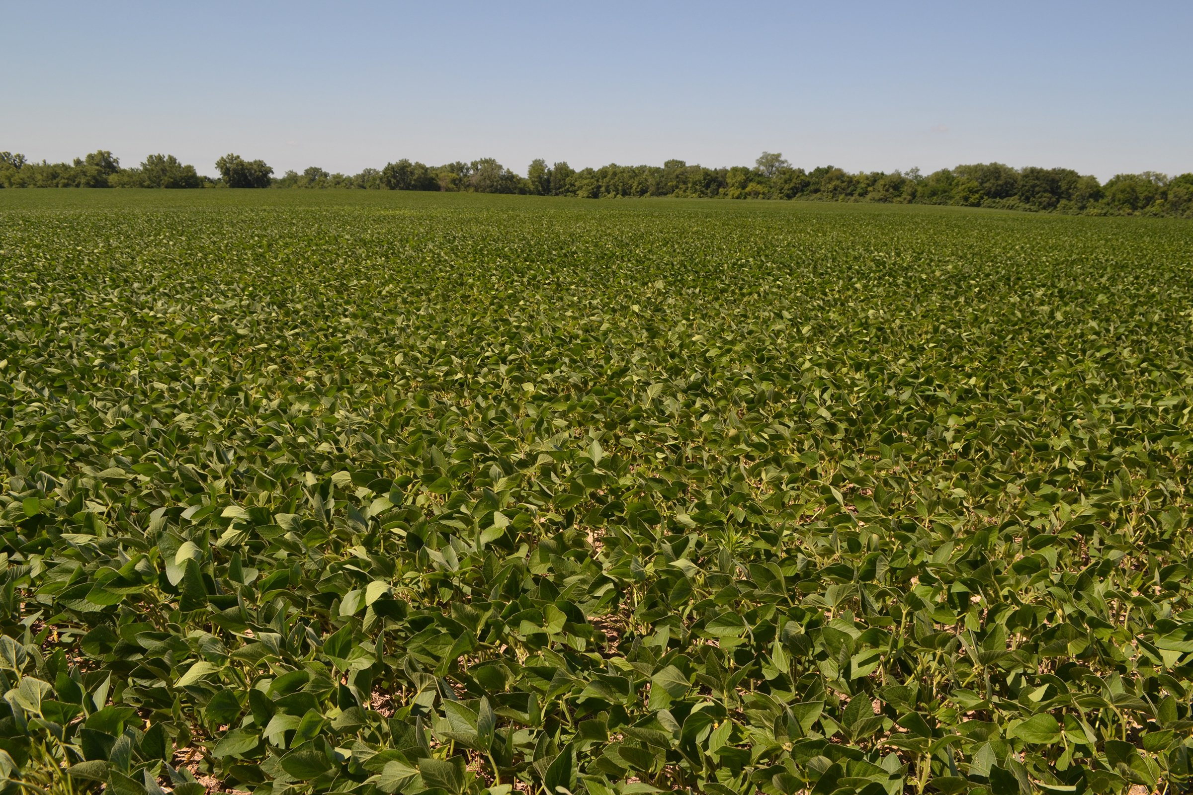 Property photo 15 - REAL ESTATE AUCTION - 82.62+/- ACRES IN 1 TRACT IN LAKE COUNTY, INDIANA