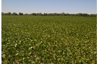 Property photo 15 - REAL ESTATE AUCTION - 82.62+/- ACRES IN 1 TRACT IN LAKE COUNTY, INDIANA