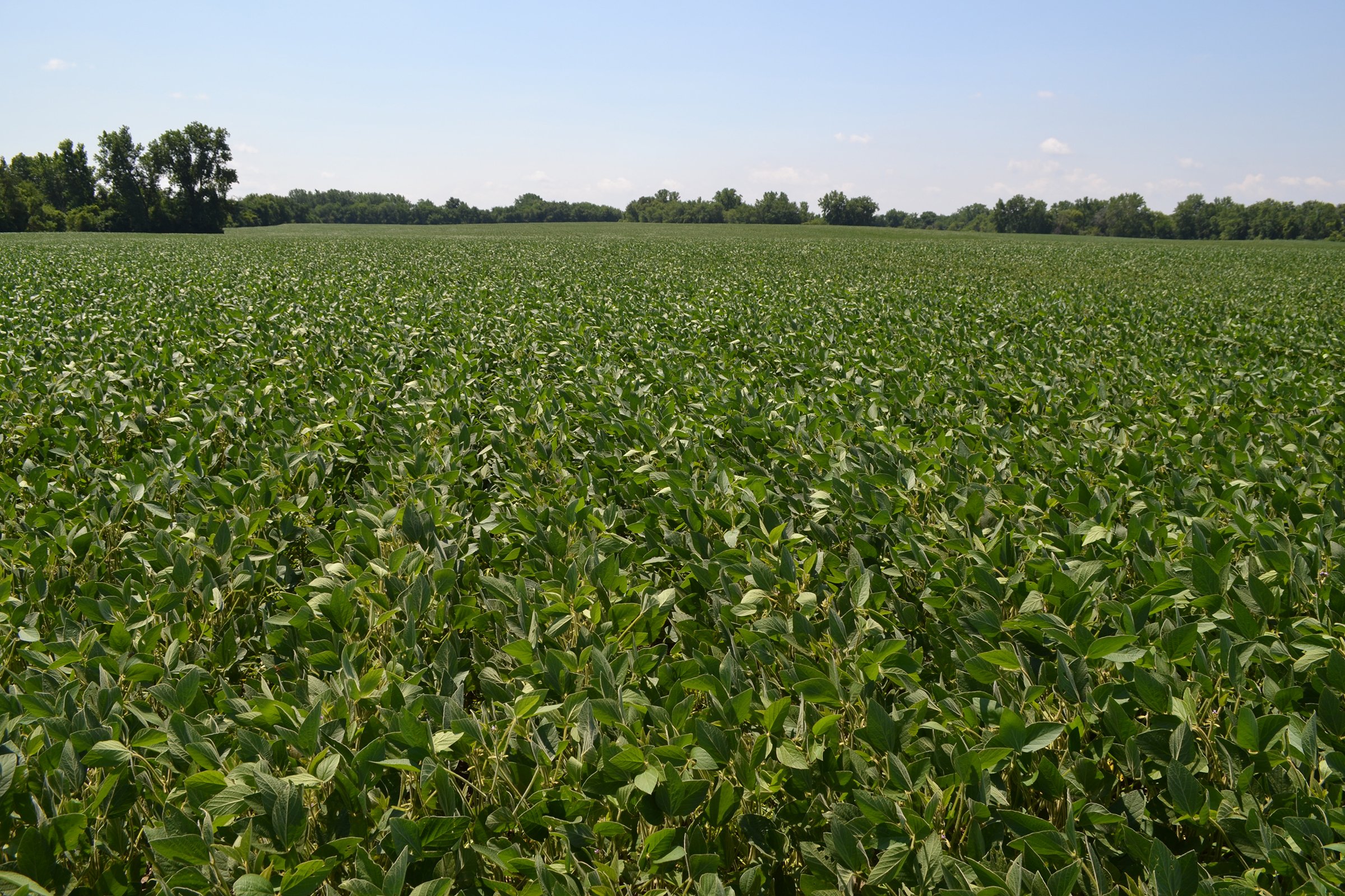 Property photo 10 - REAL ESTATE AUCTION - 82.62+/- ACRES IN 1 TRACT IN LAKE COUNTY, INDIANA
