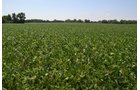 Property photo 10 - REAL ESTATE AUCTION - 82.62+/- ACRES IN 1 TRACT IN LAKE COUNTY, INDIANA