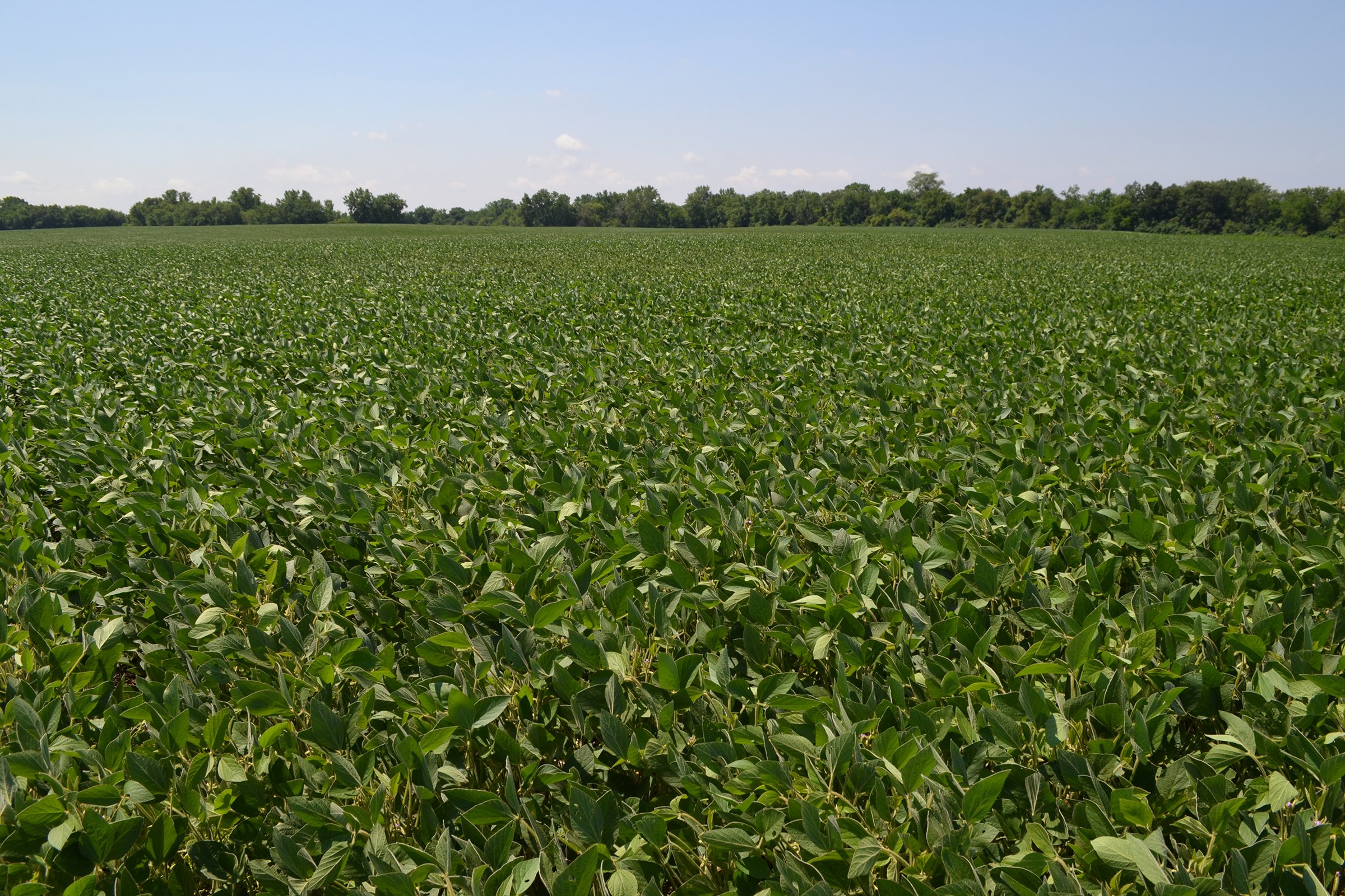 Property photo 4 - REAL ESTATE AUCTION - 82.62+/- ACRES IN 1 TRACT IN LAKE COUNTY, INDIANA