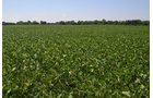 Property photo 4 - REAL ESTATE AUCTION - 82.62+/- ACRES IN 1 TRACT IN LAKE COUNTY, INDIANA