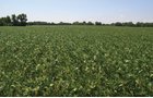 Property photo 1 - REAL ESTATE AUCTION - 82.62+/- ACRES IN 1 TRACT IN LAKE COUNTY, INDIANA