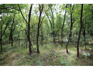 TRACT 3 - SIGNIFICANT LAND & PRODUCING MINERALS AUCTION - 237 +/- SURFACE ACRES IN 4 TRACTS - 18 MINERAL PACKAGES IN GARVIN, MCCLAIN, GRADY & ROGER MILLS COUNTIES, OK - 6 Mo. AVG. CASH FLOW of $196,376/Mo.