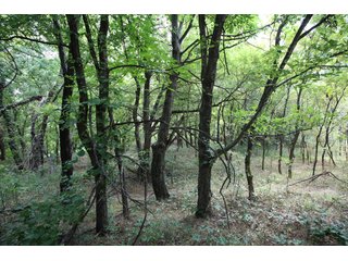 TRACT 3 - SIGNIFICANT LAND & PRODUCING MINERALS AUCTION - 237 +/- SURFACE ACRES IN 4 TRACTS - 18 MINERAL PACKAGES IN GARVIN, MCCLAIN, GRADY & ROGER MILLS COUNTIES, OK - 6 Mo. AVG. CASH FLOW of $196,376/Mo.