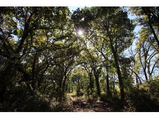 TRACT 3 - SIGNIFICANT LAND & PRODUCING MINERALS AUCTION - 237 +/- SURFACE ACRES IN 4 TRACTS - 18 MINERAL PACKAGES IN GARVIN, MCCLAIN, GRADY & ROGER MILLS COUNTIES, OK - 6 Mo. AVG. CASH FLOW of $196,376/Mo.