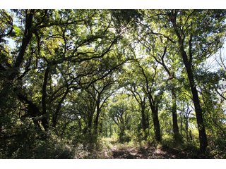 TRACT 3 - SIGNIFICANT LAND & PRODUCING MINERALS AUCTION - 237 +/- SURFACE ACRES IN 4 TRACTS - 18 MINERAL PACKAGES IN GARVIN, MCCLAIN, GRADY & ROGER MILLS COUNTIES, OK - 6 Mo. AVG. CASH FLOW of $196,376/Mo.