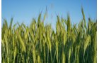 Property photo 8 - LAND AUCTION - 77+/- ACRES IN 2 TRACTS IN EAST ALLEN COUNTY, INDIANA