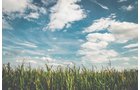 Property photo 7 - LAND AUCTION - 77+/- ACRES IN 2 TRACTS IN EAST ALLEN COUNTY, INDIANA