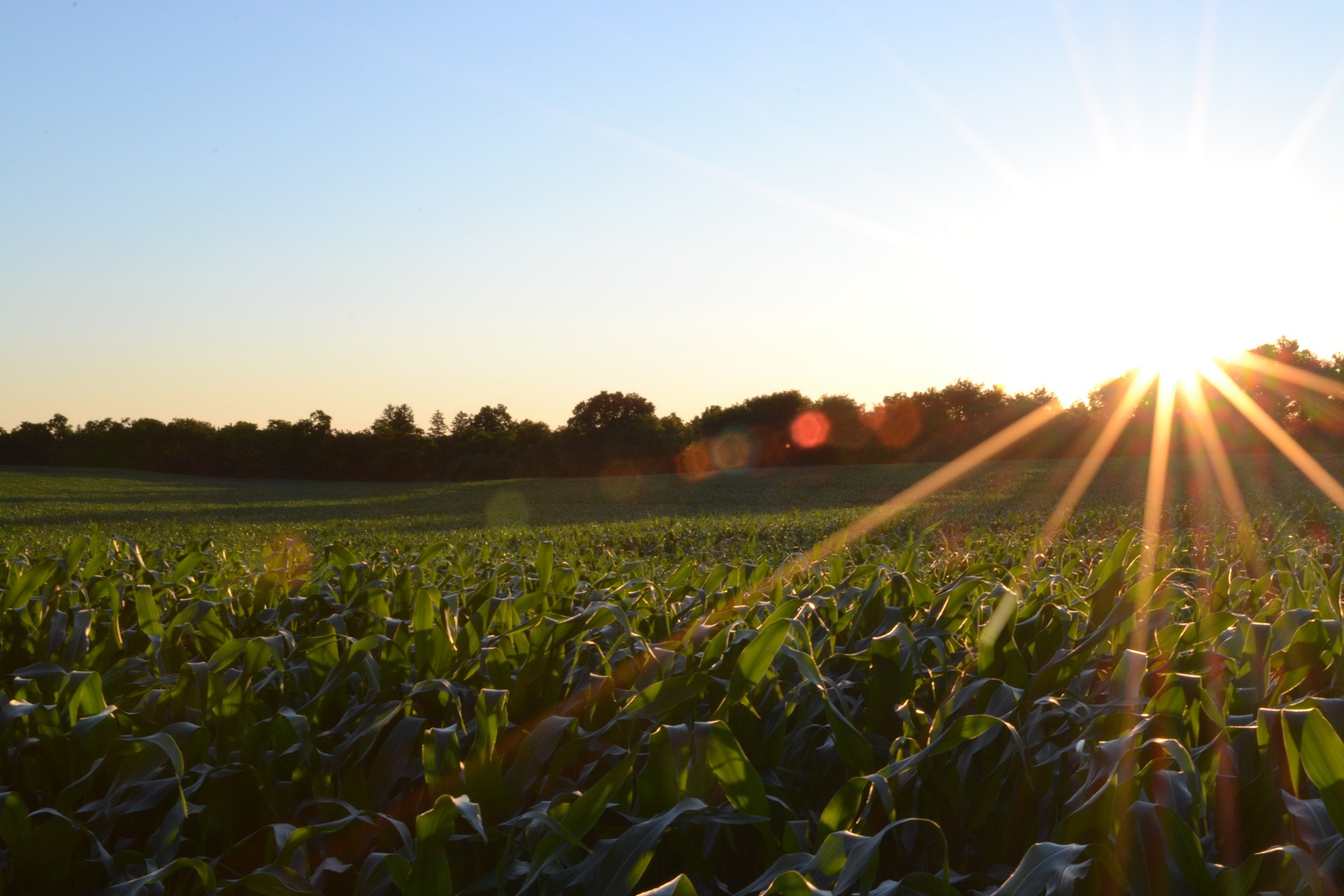 Property photo 6 - LAND AUCTION - 77+/- ACRES IN 2 TRACTS IN EAST ALLEN COUNTY, INDIANA