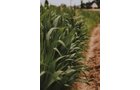 Property photo 4 - LAND AUCTION - 77+/- ACRES IN 2 TRACTS IN EAST ALLEN COUNTY, INDIANA