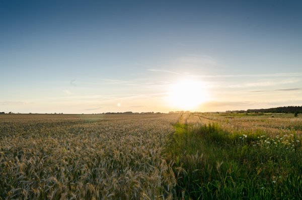 LAND AUCTION - 77+/- ACRES IN 2 TRACTS IN EAST ALLEN COUNTY, INDIANA