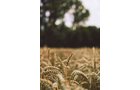 Property photo 3 - LAND AUCTION - 77+/- ACRES IN 2 TRACTS IN EAST ALLEN COUNTY, INDIANA