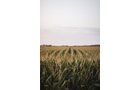 Property photo 2 - LAND AUCTION - 77+/- ACRES IN 2 TRACTS IN EAST ALLEN COUNTY, INDIANA