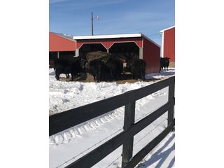 Property photo 53 - REAL ESTATE AUCTION - 168+/- ACRES IN 8 TRACTS IN LAPORTE COUNTY, INDIANA