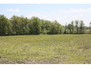 Property photo 4 - REAL ESTATE AUCTION - 240+/- ACRES OFFERED IN 3 TRACTS IN MARION COUNTY, ILLINOIS