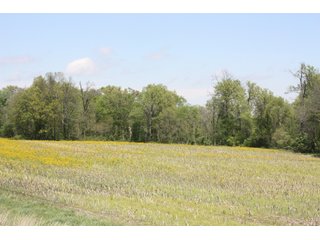 Property photo 2 - REAL ESTATE AUCTION - 240+/- ACRES OFFERED IN 3 TRACTS IN MARION COUNTY, ILLINOIS