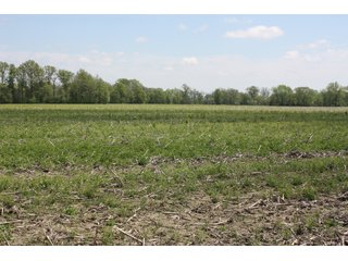 Property photo 6 - REAL ESTATE AUCTION - 240+/- ACRES OFFERED IN 3 TRACTS IN MARION COUNTY, ILLINOIS