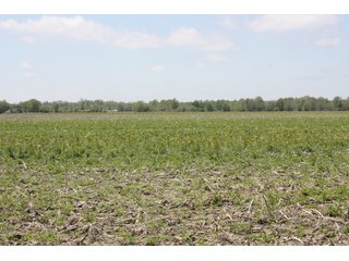 Property photo 9 - REAL ESTATE AUCTION - 240+/- ACRES OFFERED IN 3 TRACTS IN MARION COUNTY, ILLINOIS