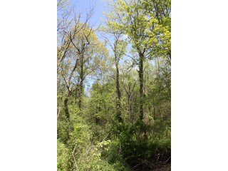 Property photo 11 - REAL ESTATE AUCTION - 240+/- ACRES OFFERED IN 3 TRACTS IN MARION COUNTY, ILLINOIS
