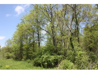 Property photo 13 - REAL ESTATE AUCTION - 240+/- ACRES OFFERED IN 3 TRACTS IN MARION COUNTY, ILLINOIS