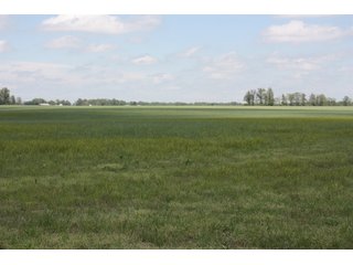Property photo 10 - REAL ESTATE AUCTION - 240+/- ACRES OFFERED IN 3 TRACTS IN MARION COUNTY, ILLINOIS
