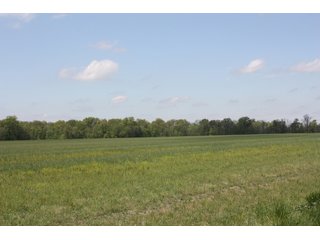 Property photo 5 - REAL ESTATE AUCTION - 240+/- ACRES OFFERED IN 3 TRACTS IN MARION COUNTY, ILLINOIS