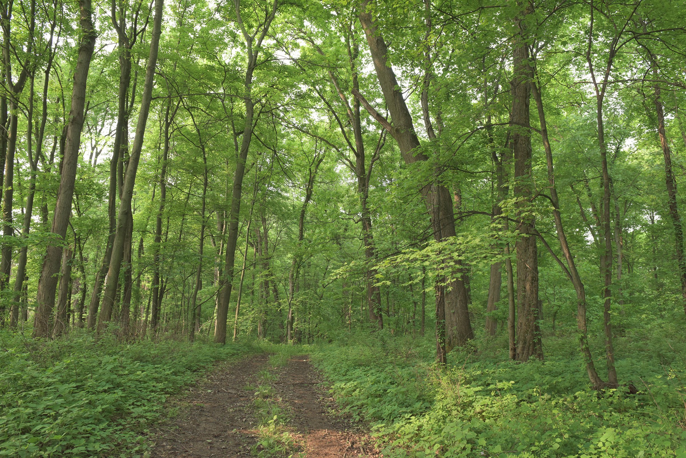 Van Buren County, Michigan farmland - LAND AUCTION - 194+/- ACRES OFFERED IN 5 TRACTS IN VAN BUREN COUNTY, MICHIGAN