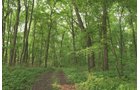 Van Buren County, Michigan farmland - LAND AUCTION - 194+/- ACRES OFFERED IN 5 TRACTS IN VAN BUREN COUNTY, MICHIGAN