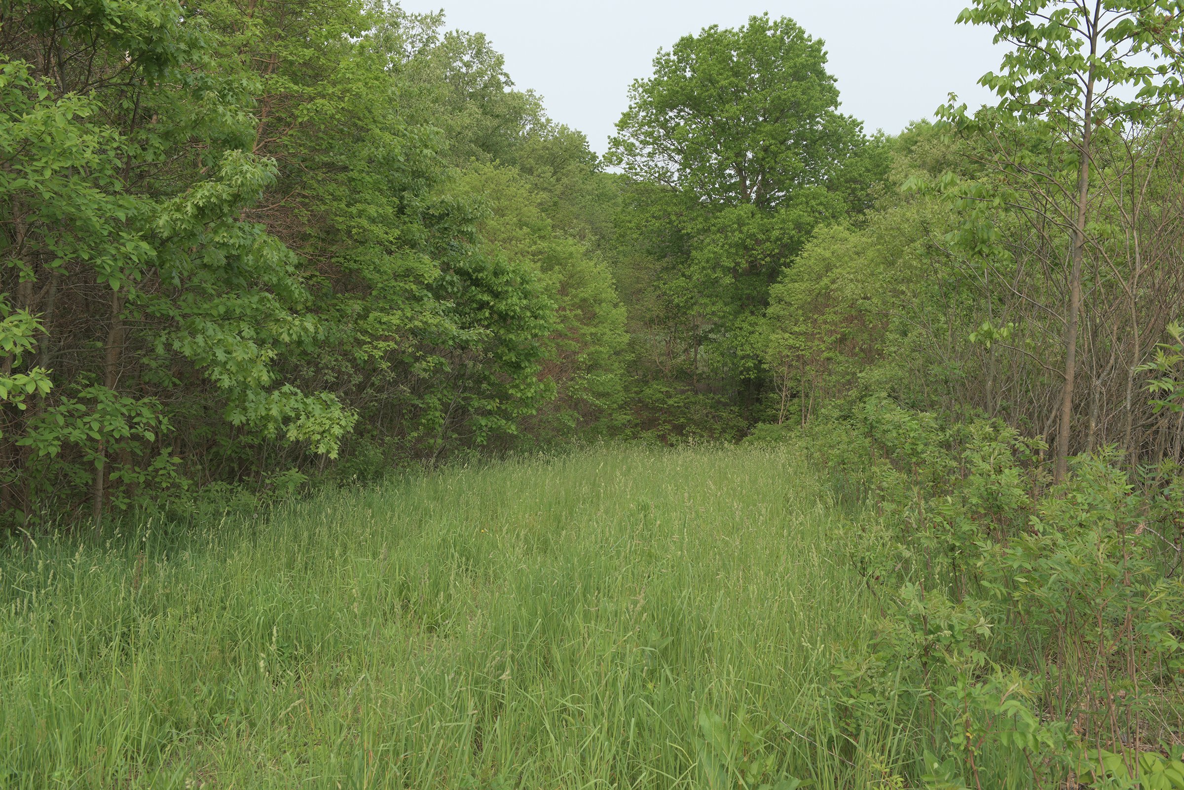 Van Buren County, Michigan farmland - LAND AUCTION - 194+/- ACRES OFFERED IN 5 TRACTS IN VAN BUREN COUNTY, MICHIGAN