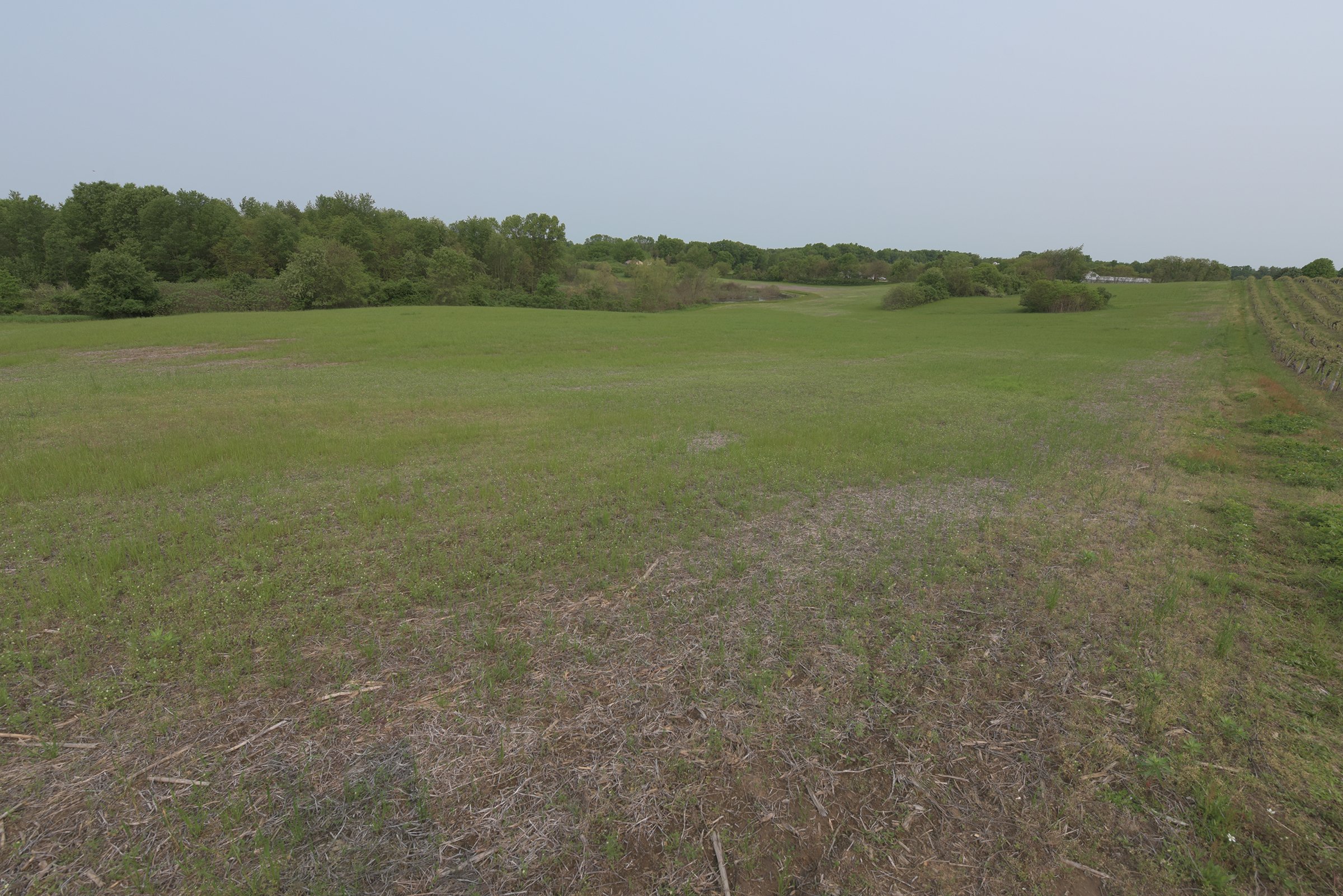 Concord Grapes in Van Buren County, Michigan farmland - LAND AUCTION - 194+/- ACRES OFFERED IN 5 TRACTS IN VAN BUREN COUNTY, MICHIGAN