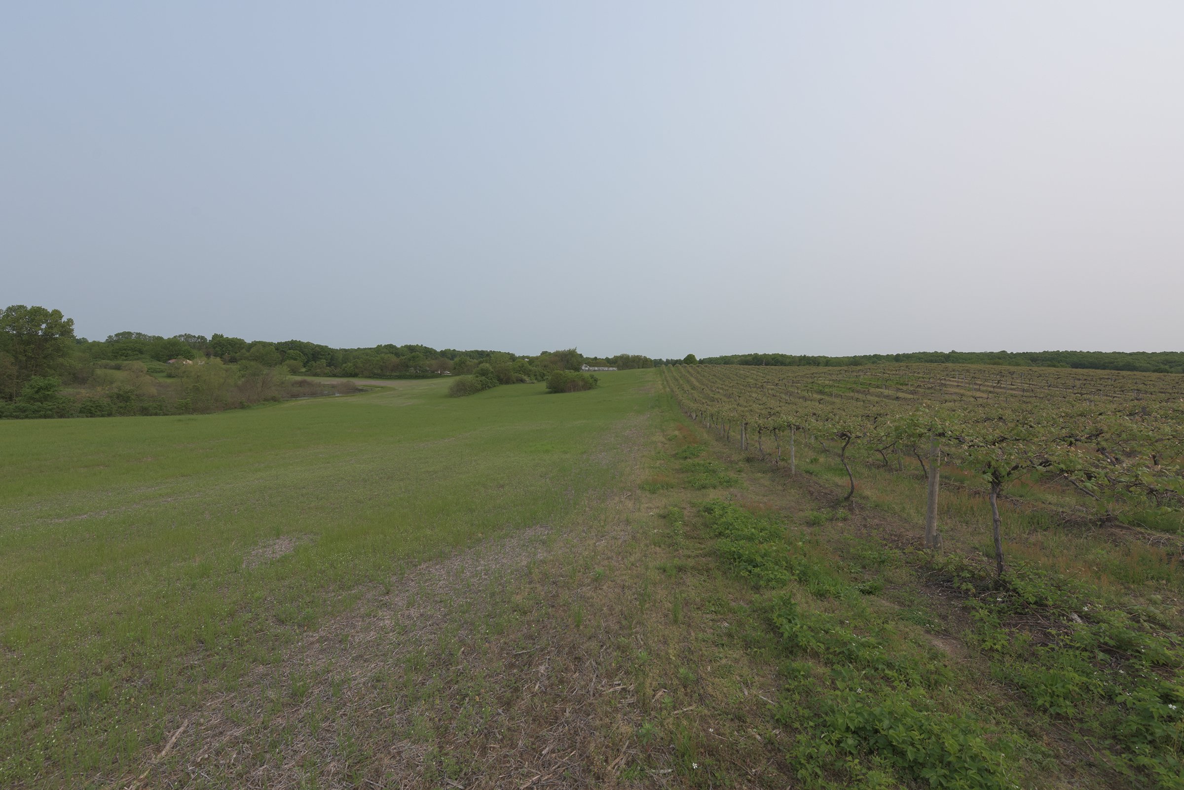 Concord Grapes in Van Buren County, Michigan farmland - LAND AUCTION - 194+/- ACRES OFFERED IN 5 TRACTS IN VAN BUREN COUNTY, MICHIGAN