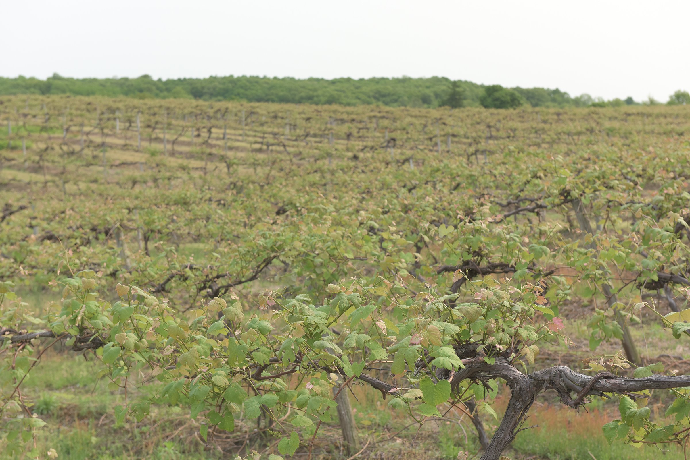 Concord Grapes in Van Buren County, Michigan farmland - LAND AUCTION - 194+/- ACRES OFFERED IN 5 TRACTS IN VAN BUREN COUNTY, MICHIGAN