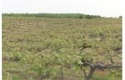 Concord Grapes in Van Buren County, Michigan farmland - LAND AUCTION - 194+/- ACRES OFFERED IN 5 TRACTS IN VAN BUREN COUNTY, MICHIGAN