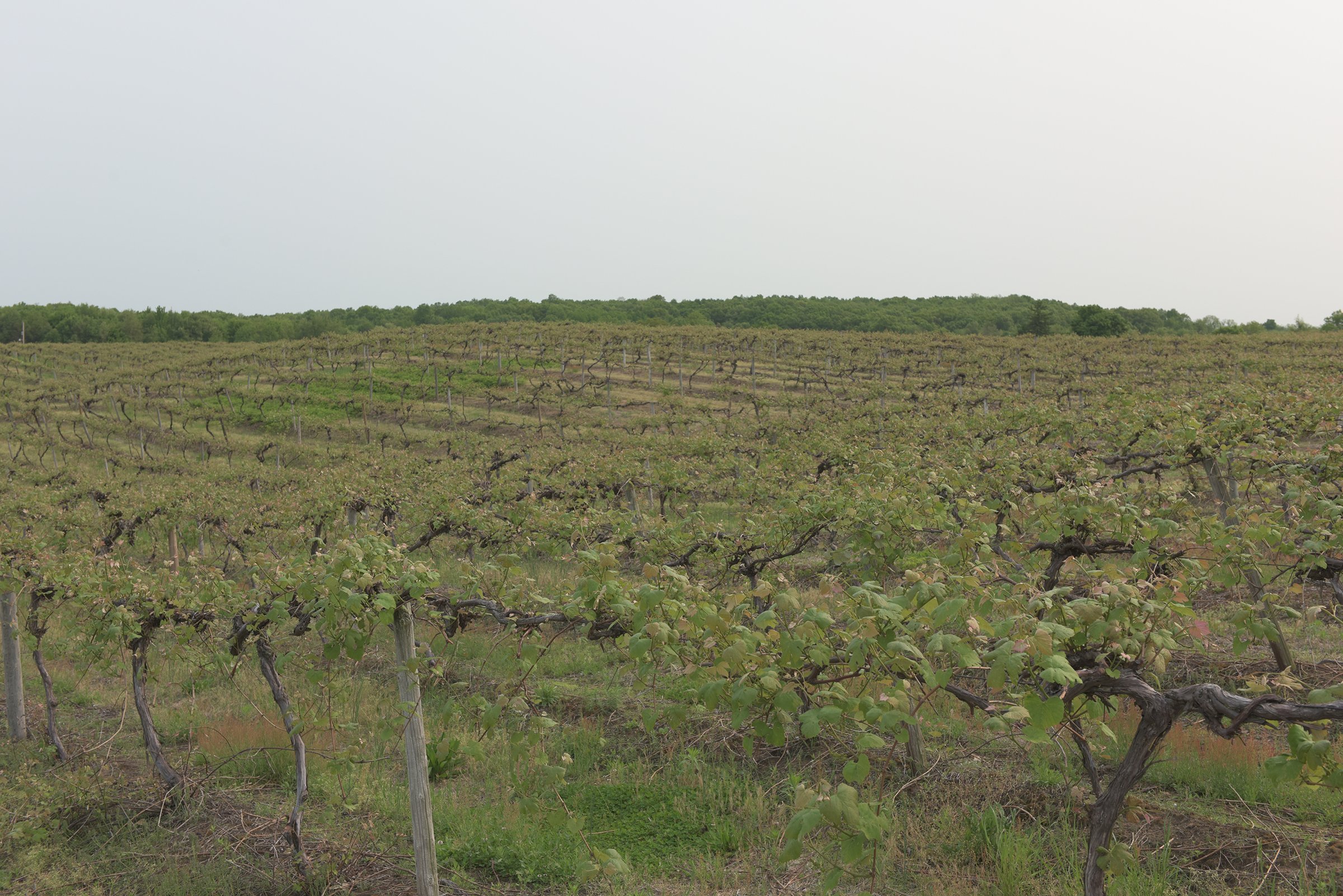 Concord Grapes in Van Buren County, Michigan farmland - LAND AUCTION - 194+/- ACRES OFFERED IN 5 TRACTS IN VAN BUREN COUNTY, MICHIGAN