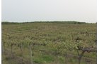 Concord Grapes in Van Buren County, Michigan farmland - LAND AUCTION - 194+/- ACRES OFFERED IN 5 TRACTS IN VAN BUREN COUNTY, MICHIGAN