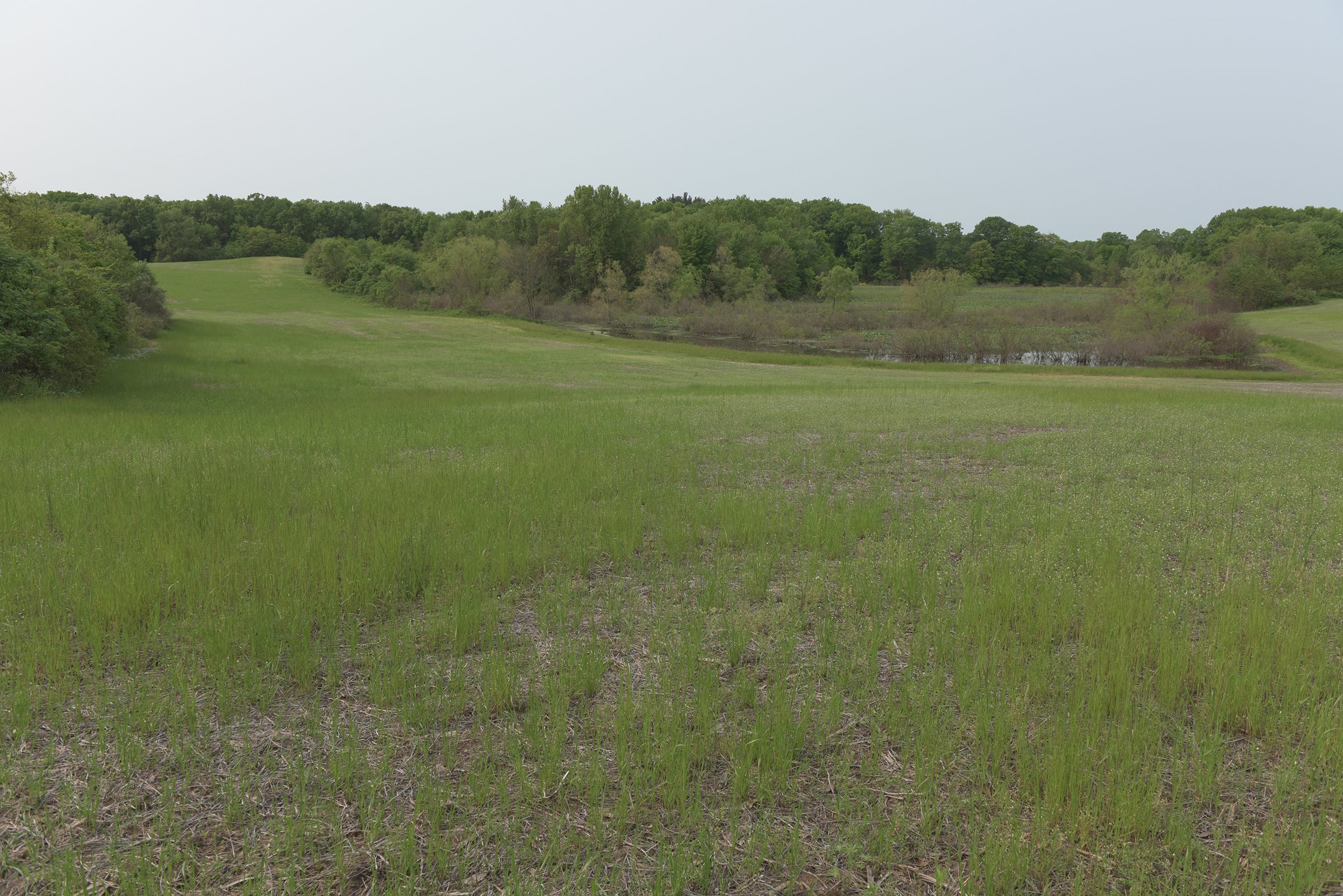 Van Buren County, Michigan farmland - LAND AUCTION - 194+/- ACRES OFFERED IN 5 TRACTS IN VAN BUREN COUNTY, MICHIGAN