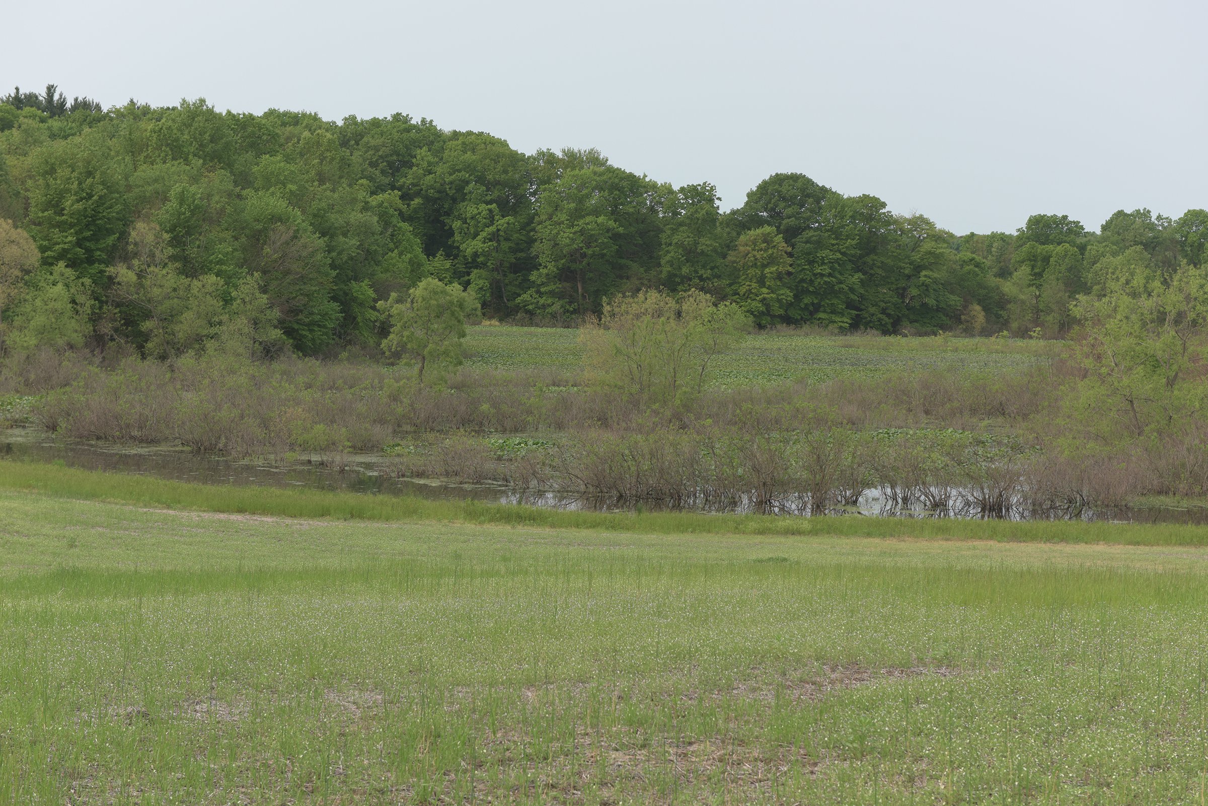 Van Buren County, Michigan farmland - LAND AUCTION - 194+/- ACRES OFFERED IN 5 TRACTS IN VAN BUREN COUNTY, MICHIGAN