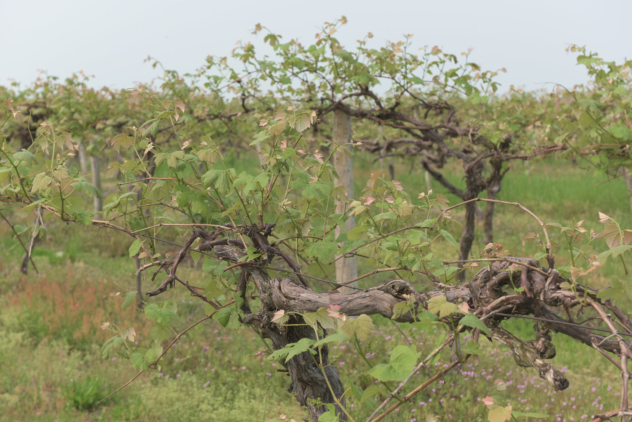 Concord Grapes in Van Buren County, Michigan farmland - LAND AUCTION - 194+/- ACRES OFFERED IN 5 TRACTS IN VAN BUREN COUNTY, MICHIGAN