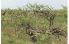 Concord Grapes in Van Buren County, Michigan farmland - LAND AUCTION - 194+/- ACRES OFFERED IN 5 TRACTS IN VAN BUREN COUNTY, MICHIGAN