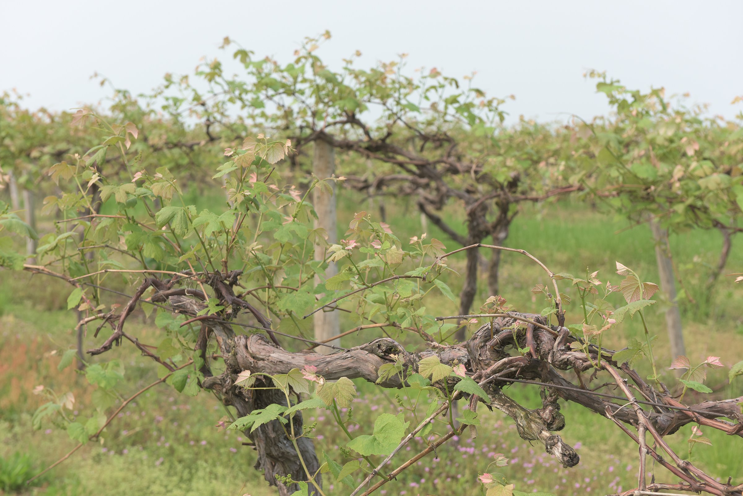 Concord Grapes in Van Buren County, Michigan farmland - LAND AUCTION - 194+/- ACRES OFFERED IN 5 TRACTS IN VAN BUREN COUNTY, MICHIGAN