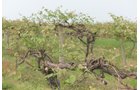 Concord Grapes in Van Buren County, Michigan farmland - LAND AUCTION - 194+/- ACRES OFFERED IN 5 TRACTS IN VAN BUREN COUNTY, MICHIGAN
