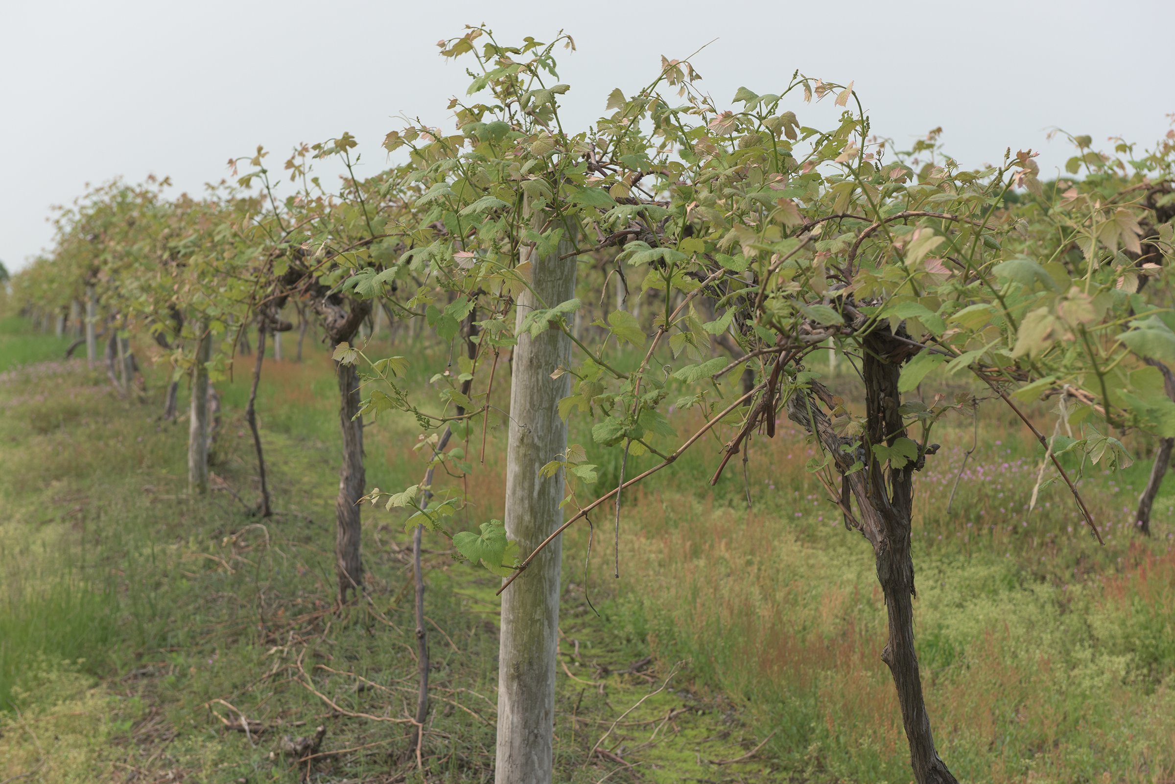 Concord Grapes in Van Buren County, Michigan farmland - LAND AUCTION - 194+/- ACRES OFFERED IN 5 TRACTS IN VAN BUREN COUNTY, MICHIGAN