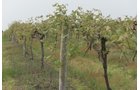 Concord Grapes in Van Buren County, Michigan farmland - LAND AUCTION - 194+/- ACRES OFFERED IN 5 TRACTS IN VAN BUREN COUNTY, MICHIGAN