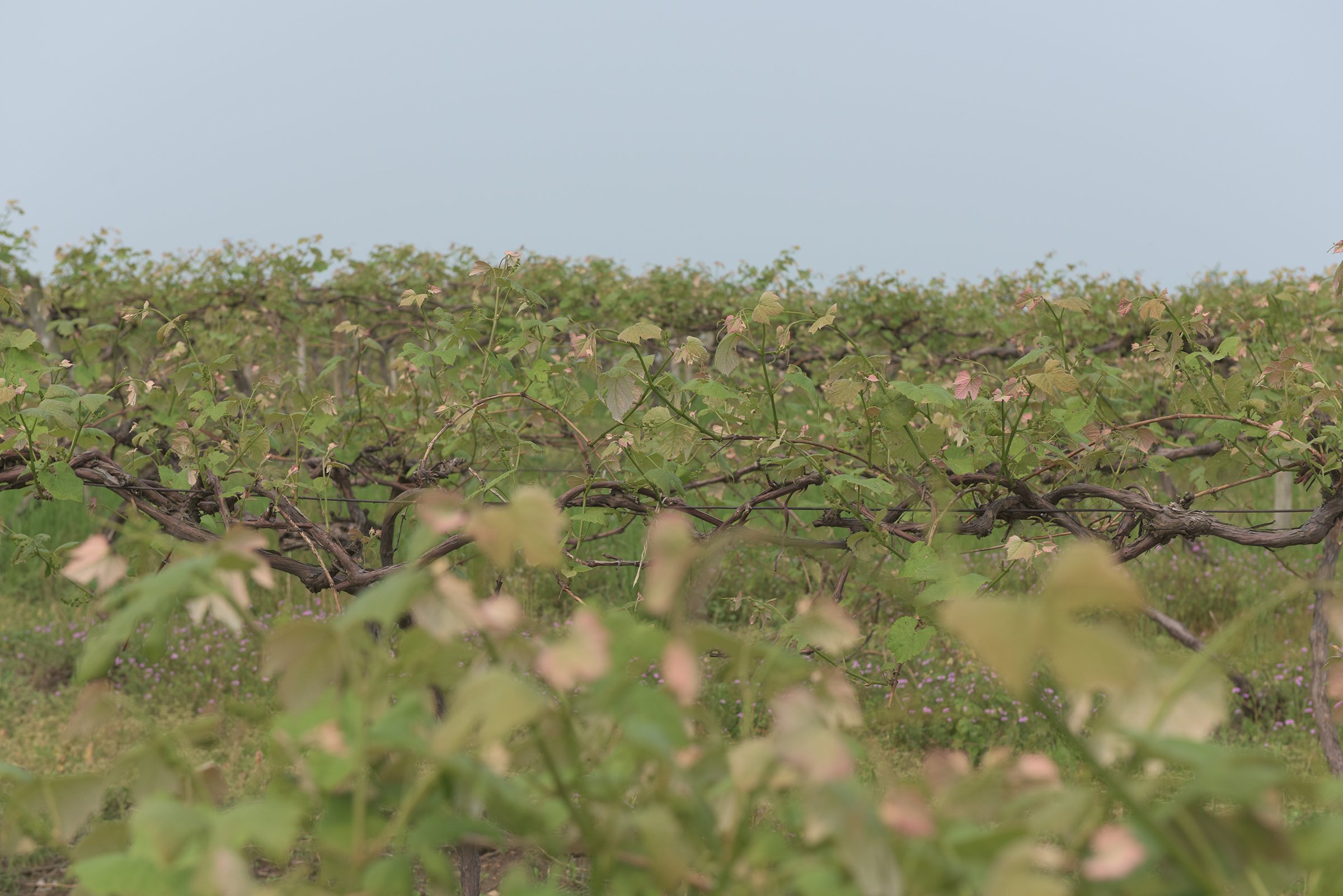 Concord Grapes in Van Buren County, Michigan farmland - LAND AUCTION - 194+/- ACRES OFFERED IN 5 TRACTS IN VAN BUREN COUNTY, MICHIGAN