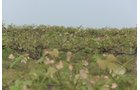 Concord Grapes in Van Buren County, Michigan farmland - LAND AUCTION - 194+/- ACRES OFFERED IN 5 TRACTS IN VAN BUREN COUNTY, MICHIGAN