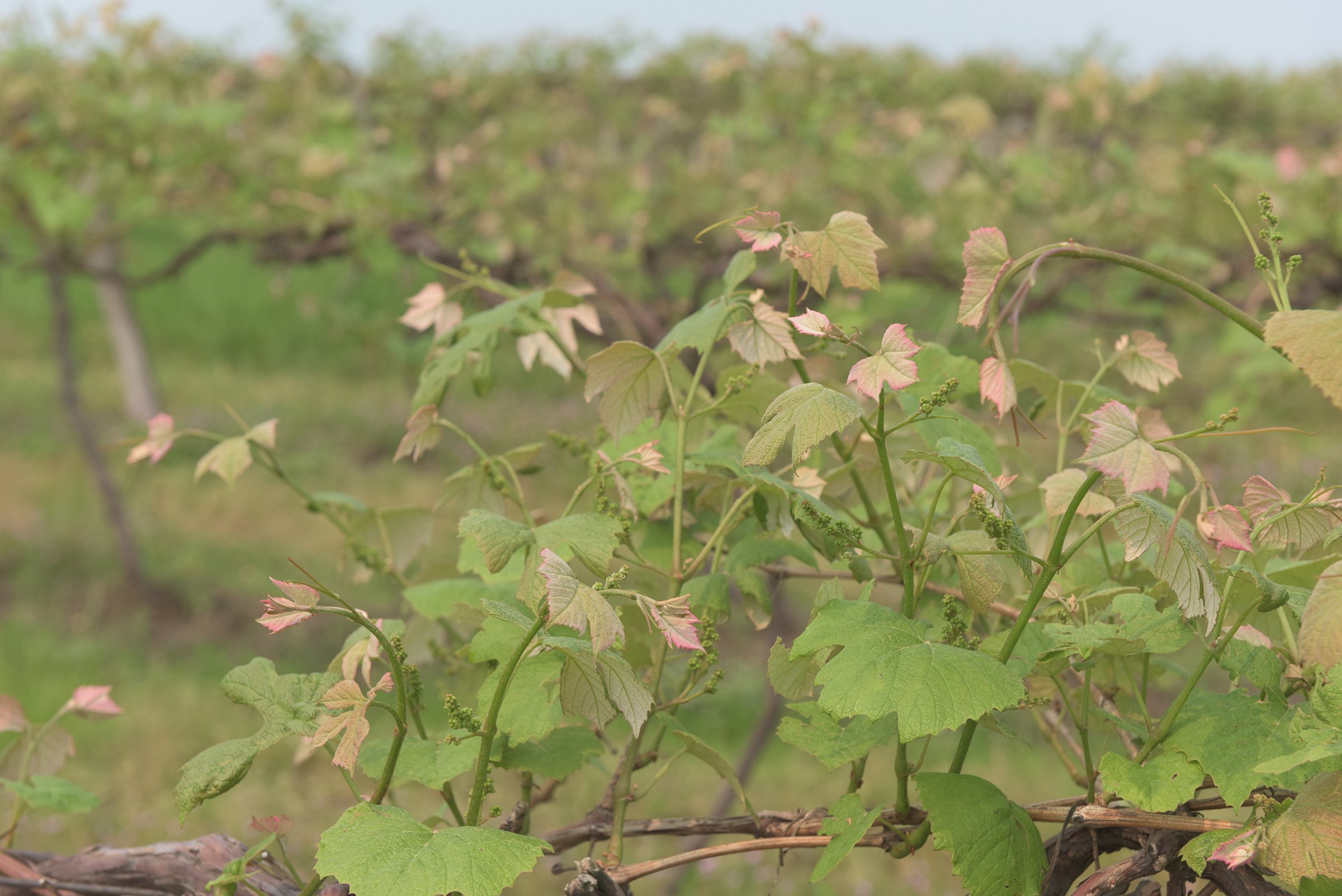 Concord Grapes in Van Buren County, Michigan farmland - LAND AUCTION - 194+/- ACRES OFFERED IN 5 TRACTS IN VAN BUREN COUNTY, MICHIGAN