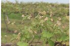 Concord Grapes in Van Buren County, Michigan farmland - LAND AUCTION - 194+/- ACRES OFFERED IN 5 TRACTS IN VAN BUREN COUNTY, MICHIGAN
