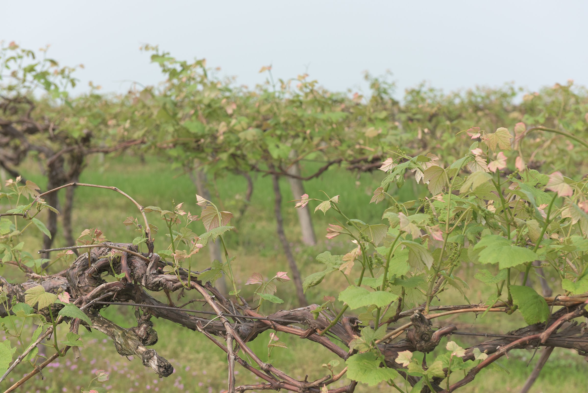 Concord Grapes in Van Buren County, Michigan farmland - LAND AUCTION - 194+/- ACRES OFFERED IN 5 TRACTS IN VAN BUREN COUNTY, MICHIGAN